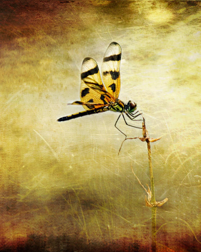 无人,竖图,室外,特写,白天,侧面,芦苇,野生动物,美国,纹路,蜻蜓,昆虫,火花,纹理,摄影,肌理,彩图