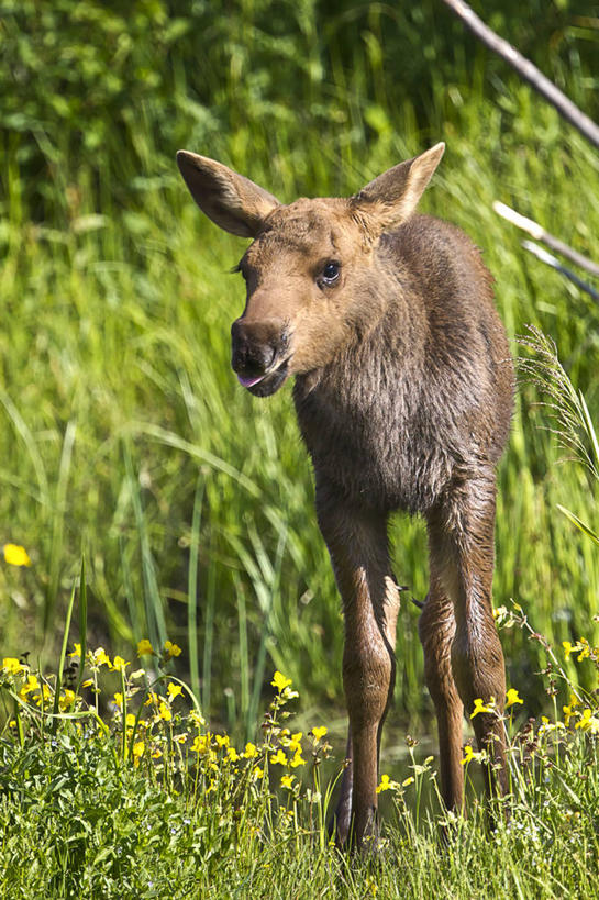 无人,竖图,室外,白天,哺乳动物,鹿,野生动物,美国,草,动物,可爱,摄影,活泼,驼鹿,怀俄明,大提顿国家公园,罕达犴,堪达犴,彩图