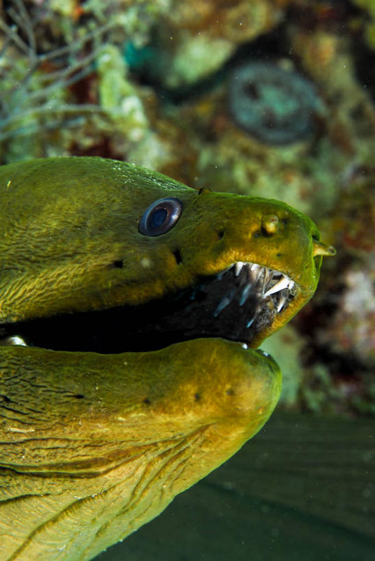 无人,竖图,室外,特写,白天,水,野生动物,加勒比海,反射,张嘴,南美,摄影,南美洲,拉丁美洲,美洲,张大嘴巴,维京群岛,亚美利加洲,南亚美利加洲,处女群岛,维尔京群岛,张开嘴,彩图