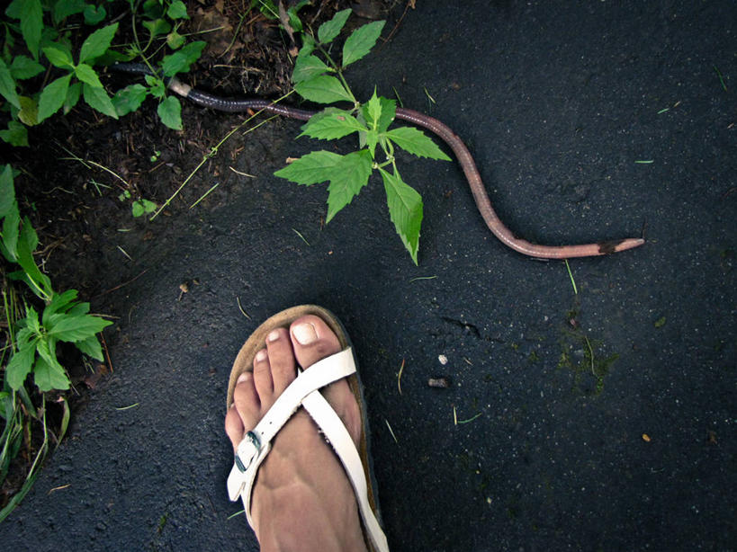 腿,一个人,横图,俯视,室外,白天,凉鞋,时尚,日本,枝,人体,摄影,部分,蚯蚓,四肢,蠕虫,彩图,高角度拍摄