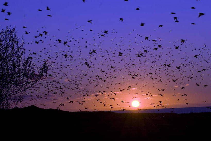 无人,横图,室外,日落,太阳,野生动物,挪威,一群,许多,鸟类,很多,半空,飞,风景,摄影,宁静,万里无云,彩图
