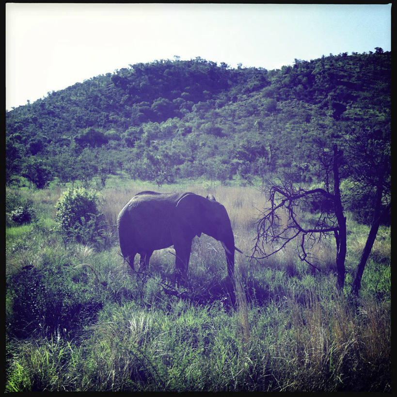 无人,方图,室外,白天,山,野生动物,比勒陀利亚,南非,地形,云,非洲象,首都,草,树,摄影,彩图
