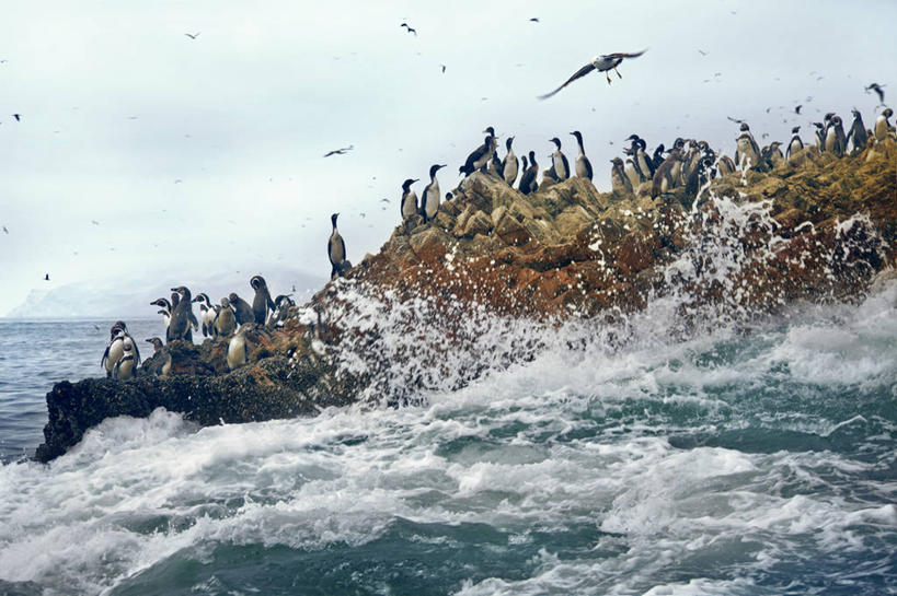 无人,坐,横图,室外,白天,海洋,野生动物,秘鲁,一群,许多,溅,鸟类,很多,波浪,摄影,岩石,彩图,南美鸬鹚