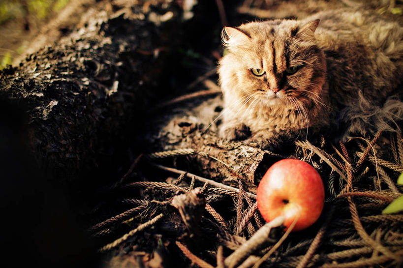无人,坐,横图,室外,特写,白天,宠物,猫,苹果,水果,台湾,饮食,看,家畜,摄影,彩图