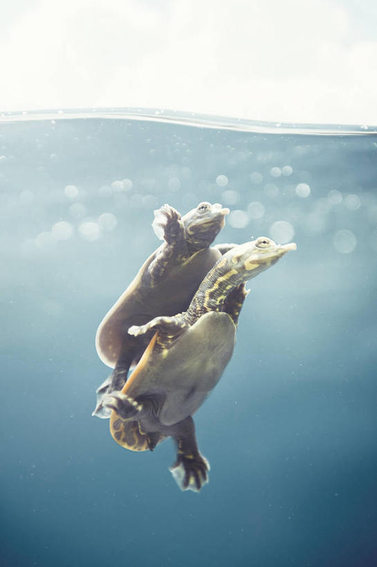 游泳,无人,竖图,白天,水下,龟,西班牙,巴塞罗那,动物,两只,摄影,彩图