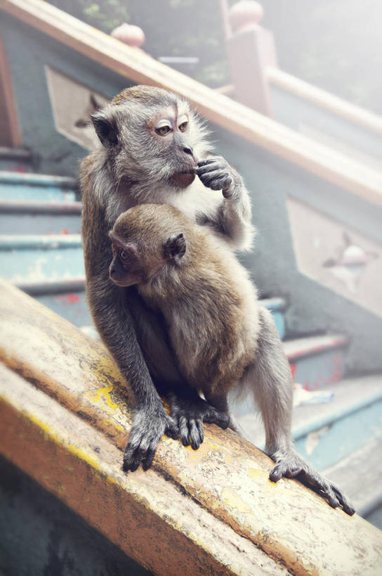 无人,竖图,室外,白天,楼梯,野生动物,猴子,马来西亚,动物,两只,摄影,彩图