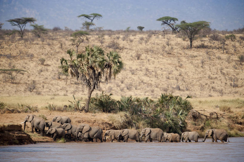 无人,横图,室外,白天,河流,野生动物,肯尼亚,一群,许多,地形,非洲象,很多,树,自然,摄影,象,彩图,横越