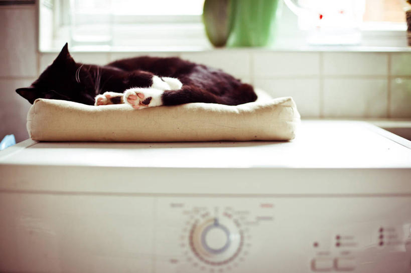 无人,横图,室内,白天,宠物,猫,英国,家畜,摄影,软垫,干衣机,睡觉,彩图