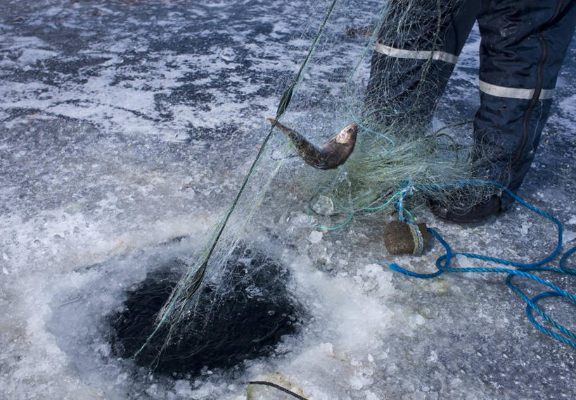 成年人,腿,一个人,横图,室外,特写,白天,北极,湖,仅一个男性,冰,鱼类,寒冷,人体,摄影,渔网,部分,四肢,冰钓,彩图