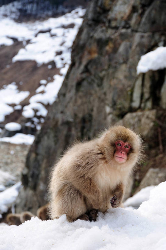 无人,竖图,室外,特写,白天,雪,野生动物,猴子,长野县,日本,冬天,动物,寒冷,摄影,日本猕猴,山之内,彩图