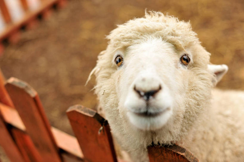 无人,农场,横图,室外,白天,哺乳动物,野生动物,台湾,篱笆,动物,家畜,摄影,牲畜,食草动物,肖像,绵羊,彩图