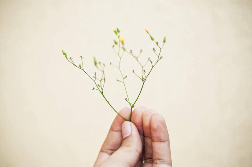 一个人,横图,特写,白色背景,巴西,花蕾,拿着,花,手指,人体,摄影,部分,脆弱,改变,彩图,影棚拍摄