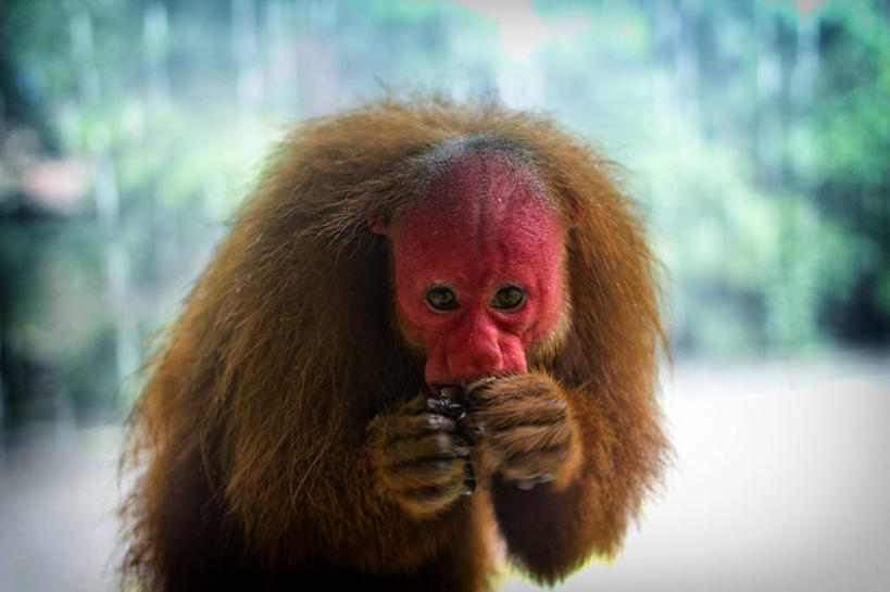 无人,吃,横图,室外,特写,白天,雨,野生动物,猴子,秘鲁,天气,动物,摄影,肖像,伊基托斯,彩图