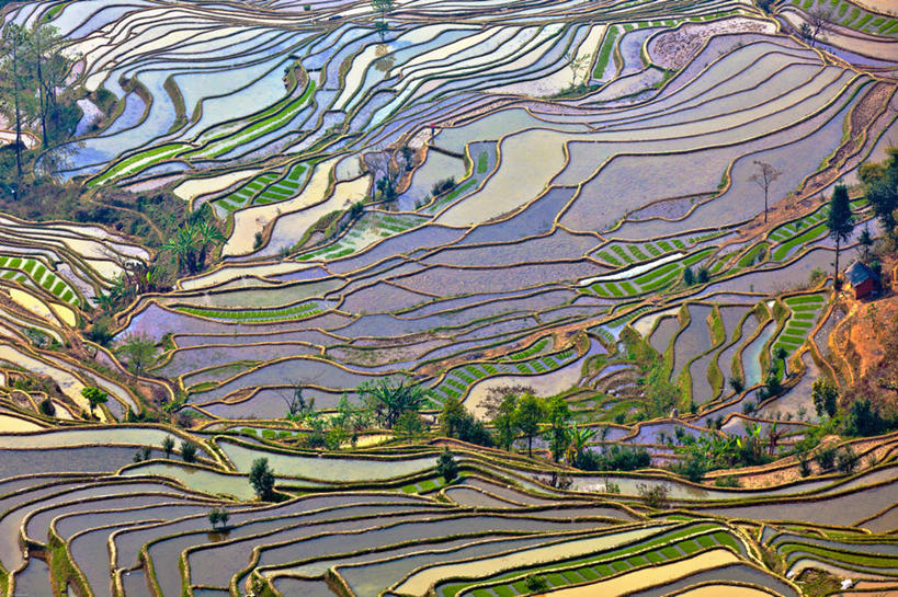 无人,横图,俯视,航拍,室外,白天,农业,梯田,美景,山,稻田,地形,景观,树,风景,自然,景色,摄影,宁静,鸟瞰,自然风光,元阳,云南省,彩图,高角度拍摄