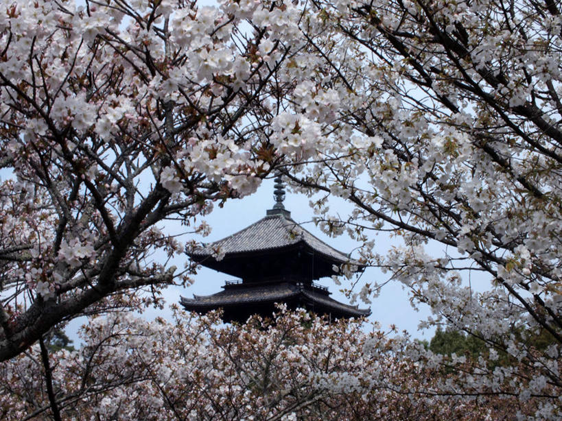 无人,寺庙,横图,室外,白天,美景,樱花,日本,日本文化,景观,樱桃树,自然,景色,摄影,宗教,宁静,宗教建筑,自然风光,彩图