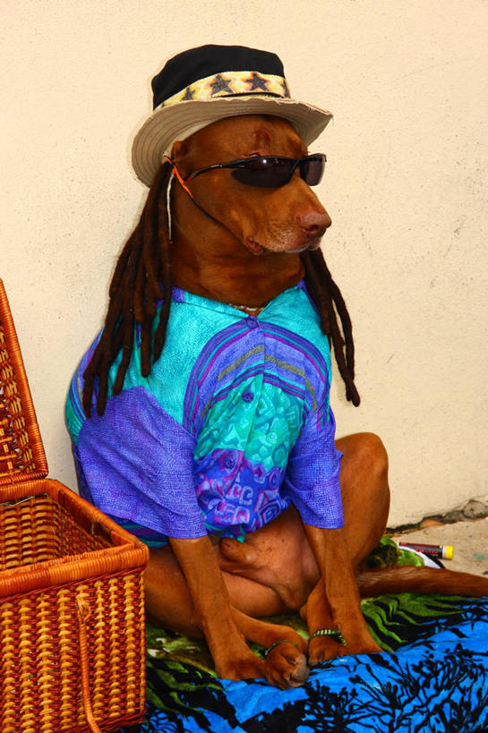 无人,竖图,室内,特写,宠物,狗,帽子,纺织品,美国,假发,篮子,墙,褐色,休闲装,太阳镜,家畜,摄影,幽默,北美,北美洲,柳条,美洲,佛罗里达,佛罗里达州,佛州,阳光州,北亚美利加洲,亚美利加洲,彩图,美利坚合众国