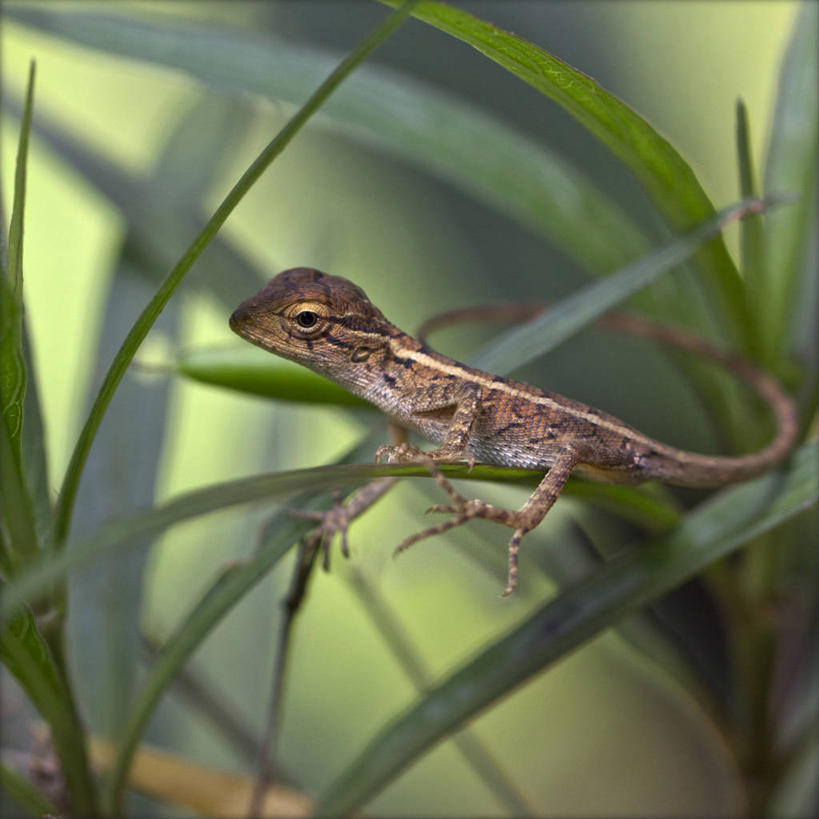 无人,方图,室外,特写,白天,植物,野生动物,蜥蜴,叶子,印度,摄影,泰米尔纳德邦,彩图