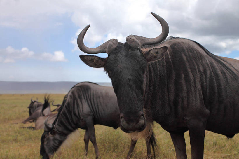 无人,横图,室外,特写,白天,野生动物,非洲,坦桑尼亚,云,草,天空,动物,两只,摄影,非洲大羚,阿鲁沙区,东非,恩戈罗恩戈罗保护区,恩戈罗恩戈罗自然保护区,坦桑尼亚联合共和国,彩图,恩戈罗恩戈罗火山口