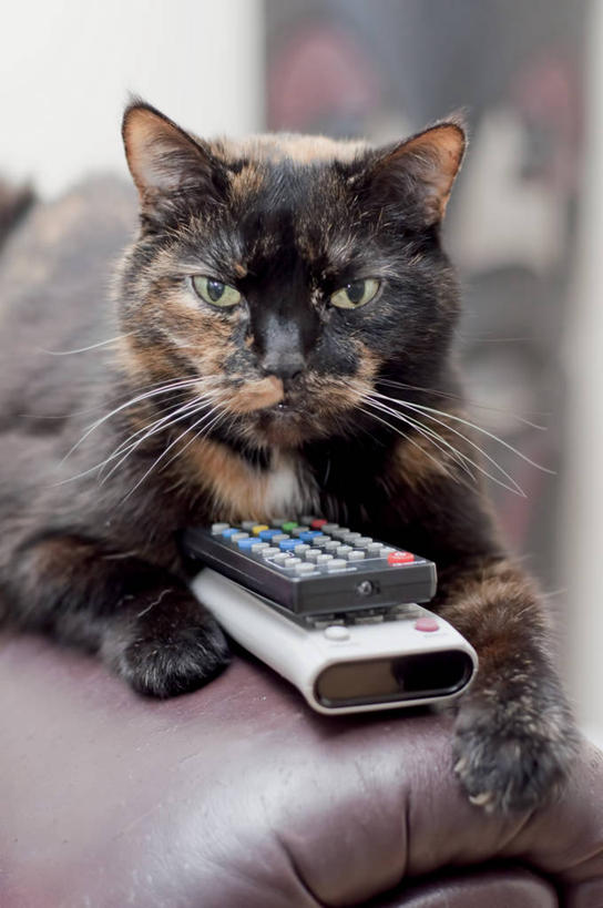 无人,坐,竖图,室内,特写,白天,沙发,宠物,猫,英国,遥控器,家畜,摄影,起居室,肖像,彩图