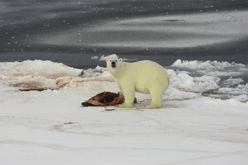 无人,吃,横图,室外,白天,雪,北极熊,海豹,野生动物,挪威,地形,天空,寒冷,凝视,摄影,彩图