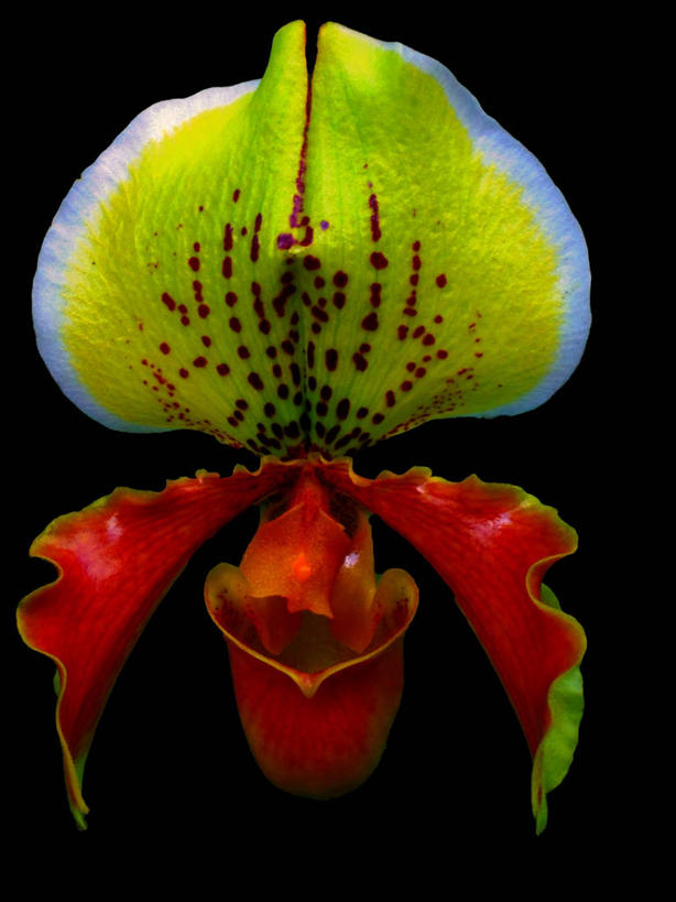 无人,竖图,特写,美景,美国,黑色背景,盛开,景观,花蕾,花,花瓣,花朵,鲜花,一朵,自然,花苞,花蕊,景色,摄影,北美,北美洲,脆弱,清新,自然风光,美洲,佛罗里达,佛罗里达州,佛州,阳光州,北亚美利加洲,亚美利加洲,萨拉索塔,彩图,影棚拍摄,美利坚合众国