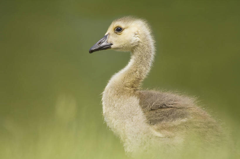 无人,横图,室外,特写,白天,鹅,野生动物,美国,鸟类,小鸟,绿色,动物,摄影,长岛,纽约州,汉普顿,彩图