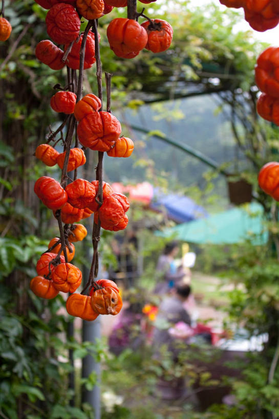 竖图,室外,白天,植物,马蹄莲,台湾,吊挂,悬挂,庆祝,首都,挂,摄影,中国文化,台北,彩图,传统节日