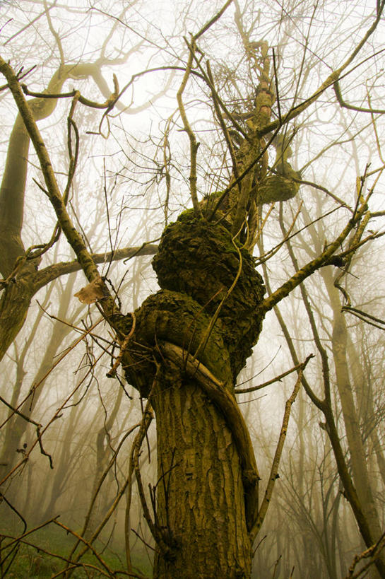 无人,竖图,室外,白天,仰视,树林,雾,英国,枝,天气,自然,摄影,改变,螺线,彩图,低角度拍摄