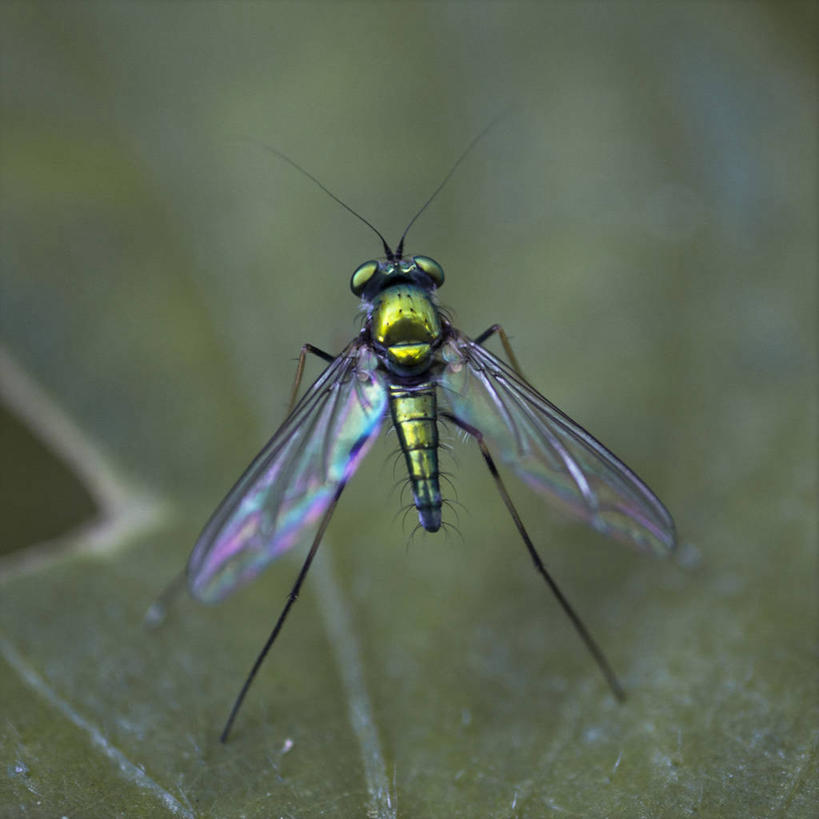 无人,方图,室外,特写,白天,野生动物,叶子,印度,昆虫,动物,摄影,益虫,泰米尔纳德邦,彩图