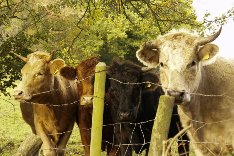 无人,横图,室外,白天,英国,四只,篱笆,树,家畜,摄影,牲畜,母牛,彩图,家牛,好奇心