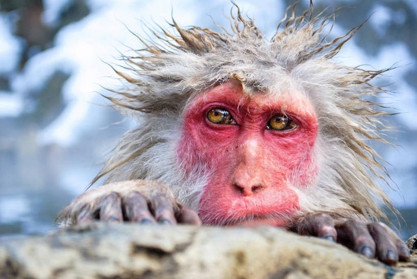 无人,横图,室外,特写,白天,野生动物,猴子,长野县,日本,冬天,寒冷,摄影,部分,肖像,日本猕猴,彩图,地狱谷