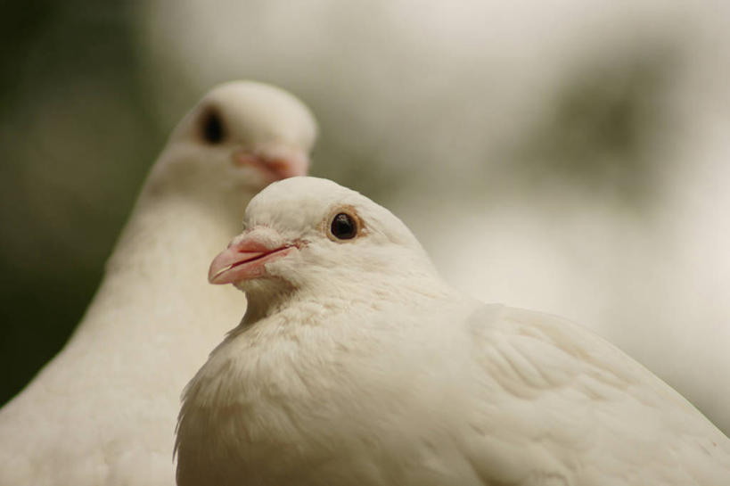 无人,横图,室外,特写,白天,野生动物,英国,斑鸠,鸟类,白色,动物,两只,摄影,部分,彩图