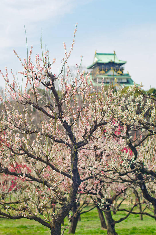 无人,竖图,室外,白天,美景,建筑,日本,日本文化,景观,云,梅花,树,风景,天空,自然,景色,摄影,天守阁,自然风光,大阪府,彩图