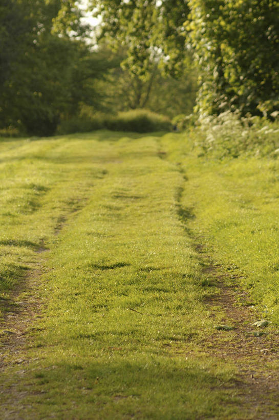 无人,竖图,室外,白天,日光,英国,草,树,绿色,风景,自然,运输,摄影,宁静,赫里福德郡,彩图,郊野公园