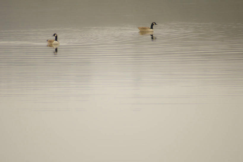 无人,横图,室外,白天,湖,野生动物,英国,波纹,反射,鸟类,动物,两只,摄影,加拿大黑雁,赫里福德郡,彩图