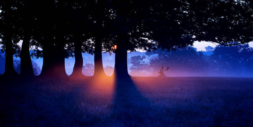 无人,坐,横图,室外,日出,美景,鹿,野生动物,英国,景观,草,树,风景,自然,景色,摄影,宁静,自然风光,雄鹿,鹿角,剪影,彩图