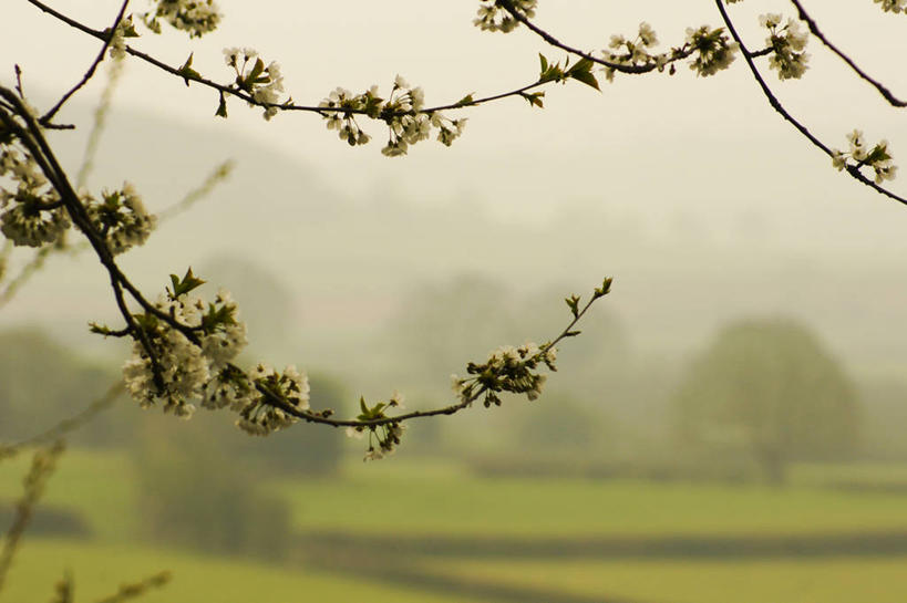 无人,横图,室外,特写,白天,农业,樱花,英国,田地,枝,自然,摄影,脆弱,清新,嫩枝,赫里福德郡,彩图