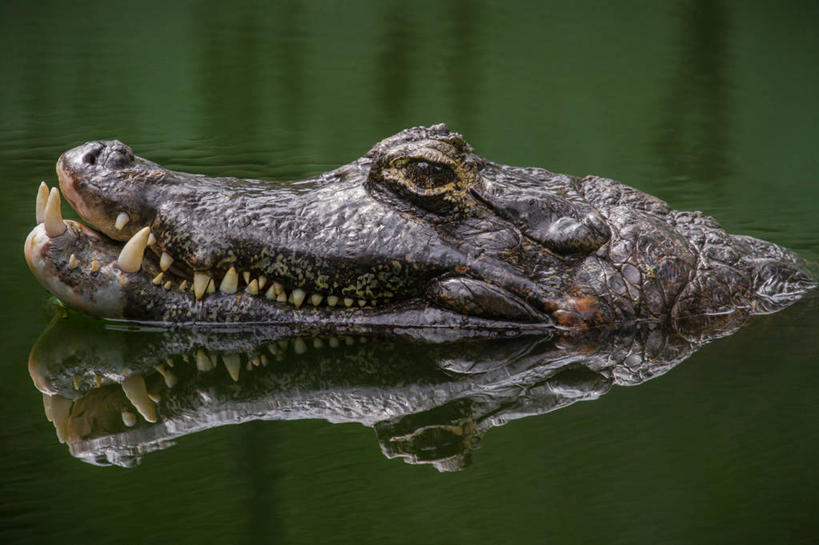 无人,横图,室外,特写,白天,水,鳄鱼,野生动物,巴西,对称,反射,爬行动物,动物,摄影,里约热内卢,凶猛,短吻鳄,密河鳄,死水,残暴,危险,凶残,彩图