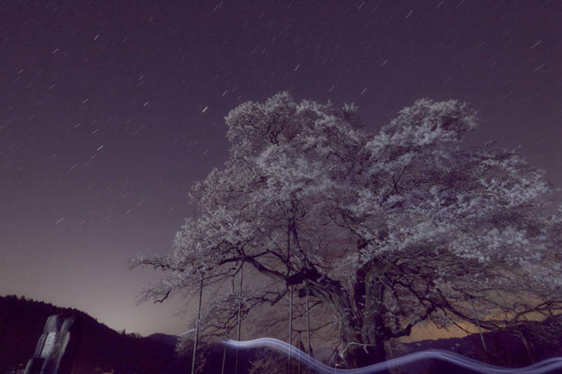 无人,横图,室外,夜晚,长时间曝光,仰视,樱花,日本,日本文化,樱桃树,花朵,天空,自然,摄影,巨大,庞大,宁静,冈山县,宏大,硕大,伟大,彩图,低角度拍摄,樱之花