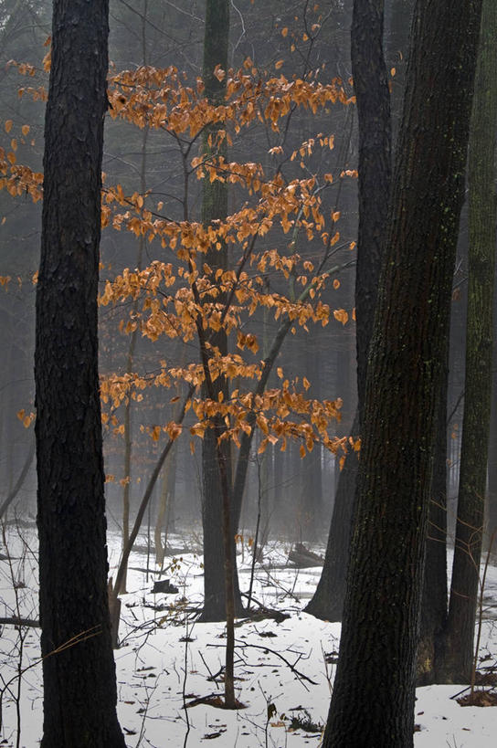 无人,竖图,室外,白天,森林,雪,雾,叶子,美国,冬天,树干,自然,树苗,寒冷,摄影,宁静,干的,伊利诺斯州,彩图
