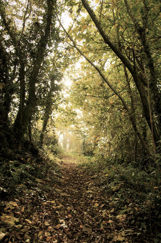 无人,竖图,室外,白天,美景,植物,叶子,日光,英国,景观,树,天空,自然,景色,摄影,生长,自然风光,赫里福德郡,彩图