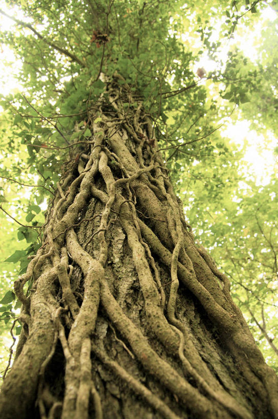 无人,竖图,室外,白天,仰视,叶子,英国,常春藤,树,树干,绿色,天空,自然,摄影,生长,赫里福德郡,彩图,低角度拍摄