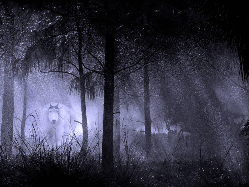 无人,横图,室外,夜晚,神秘,森林,雪,雾,松树,美国,树,家畜,寒冷,幻想,摄影,牲畜,怪异,野生白山羊,灵性,山羊,彩图