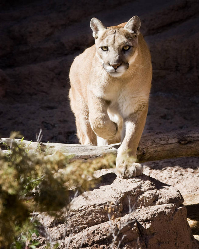 无人,竖图,室外,白天,正面,野生动物,美国,摄影,美洲狮,图森市,机敏,岩石