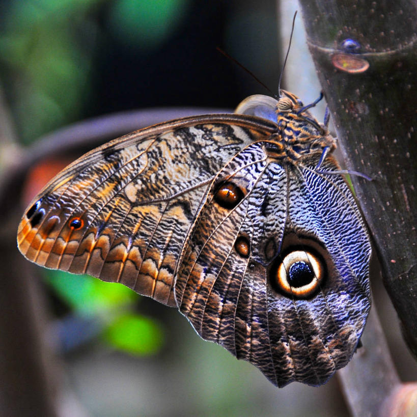 无人,方图,室外,特写,白天,美景,野生动物,蝴蝶,景观,自然,景色,摄影,自然风光,马萨诸塞,式样,二月