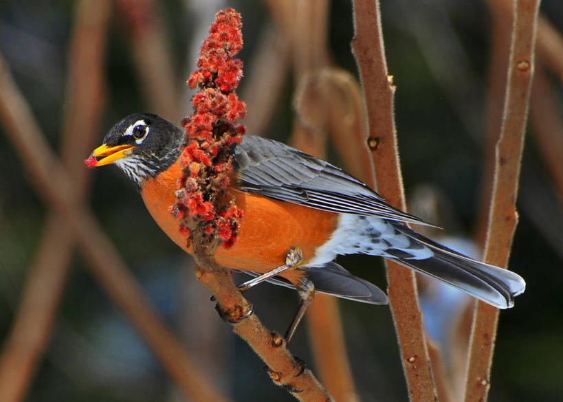 无人,横图,室外,白天,仰视,野生动物,鸟类,知更鸟,枝,自然,摄影,栖息,低角度拍摄,阿默斯特