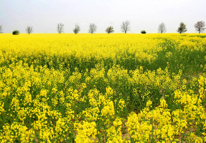 无人,横图,室外,白天,农业,农作物,美景,英国,地平线,地形,景观,田地,辽阔,野花,地面,黄色,风景,天空,自然,油菜花,广阔,景色,摄影,生长,宁静,一望无际,自然风光,延伸,天地相交,无边无际,一马平川,牛津郡