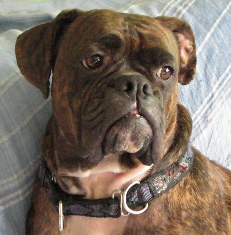 脸,头,脸颊,无人,竖图,室内,特写,白天,宠物,狗,加拿大,斗牛犬,肩膀,思考,家畜,凝视,摄影,肖像,安大略省,头部,脸部,脸蛋,面部,宠物项圈