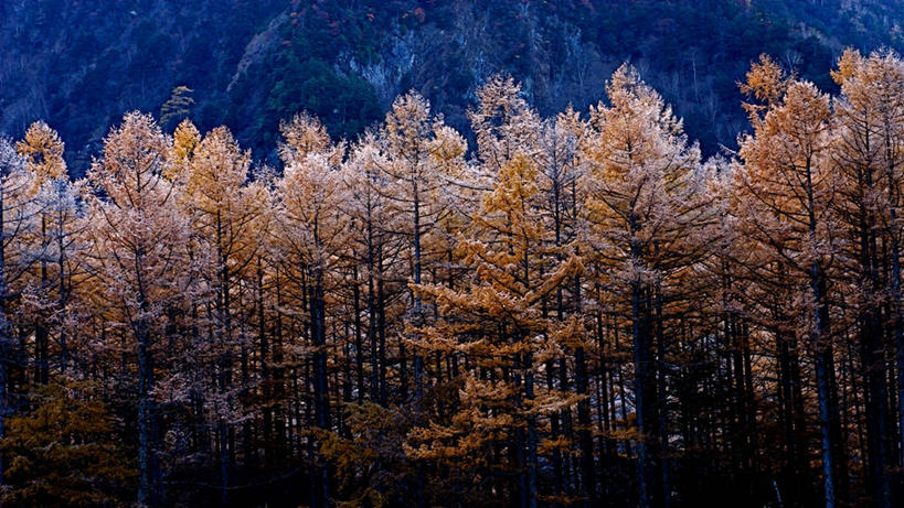 无人,横图,全景,室外,白天,美景,森林,日本,景观,树,自然,景色,摄影,生长,宁静,自然风光,改变,松本,日本落叶松