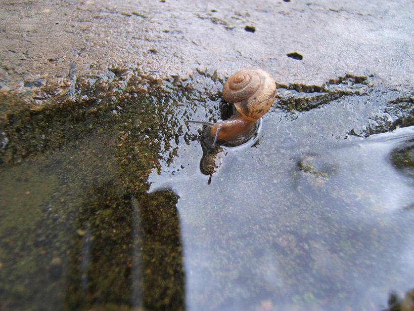 无人,横图,俯视,室外,白天,水,野生动物,贝壳,巴西,喝,蜗牛,首都,自然,动物,南美,摄影,环境,南美洲,拉丁美洲,美洲,巴西联邦共和国,首府,亚美利加洲,南亚美利加洲,联邦区,巴西利亚,腹足动物,水坑,巴西里亚,高角度拍摄